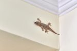 What is Autotomy? The Reason Why Animals Lose Their Limbs