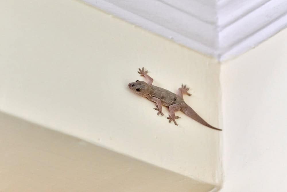 Small nimble gecko crawls on wall inside house, delicate feet of cute lizard navigating vertical surface with remarkable agility, charming scene of reptilian guest in domestic setting