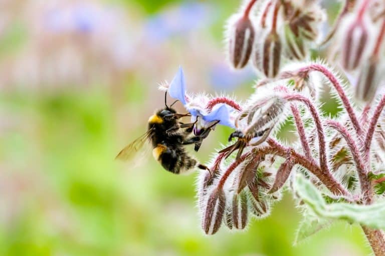 Bumble bees and honey bees pollination borage flowers, starflower