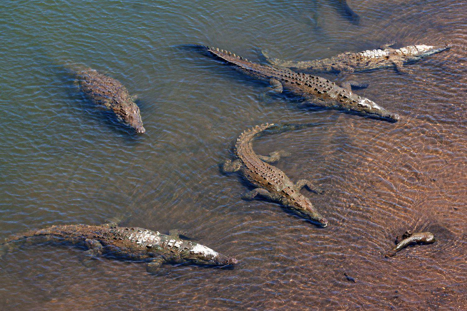 American crocodiles (Crocodylus acutus) rest in the water, Rio Tarcoles, Carara National Park, Puntarenas Province, Costa Rica, Central America