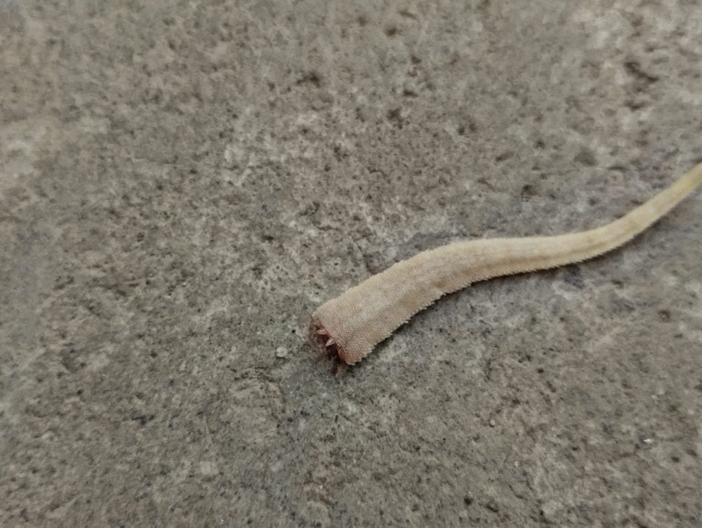 a broken lizard tail. The lizard has a self defense mechanism called autotomy, where it can sever its tail in response to a threat or attack.