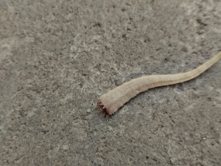a broken lizard tail. The lizard has a self defense mechanism called autotomy, where it can sever its tail in response to a threat or attack.