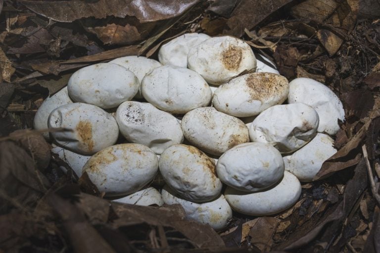 Snake egg nest in the natural forests of southern Thailand. Inside a pile of leaves containing king cobra eggs. Ophiophagus bungarus.