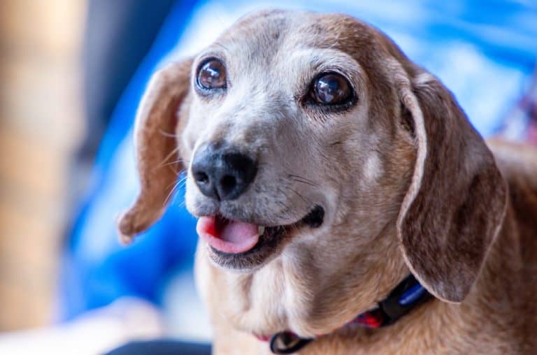 One of the favourite dog breeds, the Miniature Dachshund is a well loved breed of dog for it's unusually long body. Here seen an old aged adult female dog.