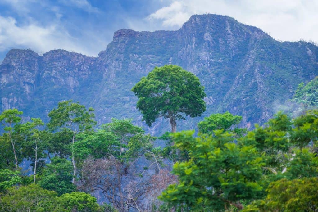 Beautiful landscape from Beni river, view on green blooming rainforest at Madidi national park, Amazon river basin in Bolivia, South America