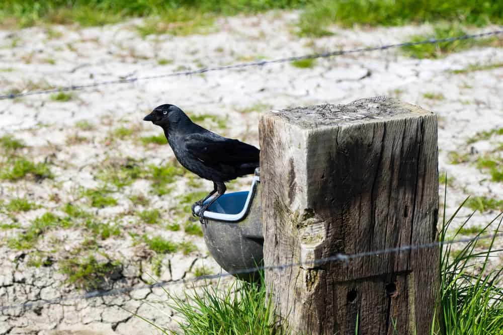 A New Caledonian crow perches on a metal container on a wooden post