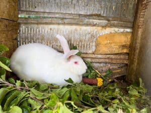 The Science of Rabbit Communication, From Nose Wiggling to Tail Wagging ...