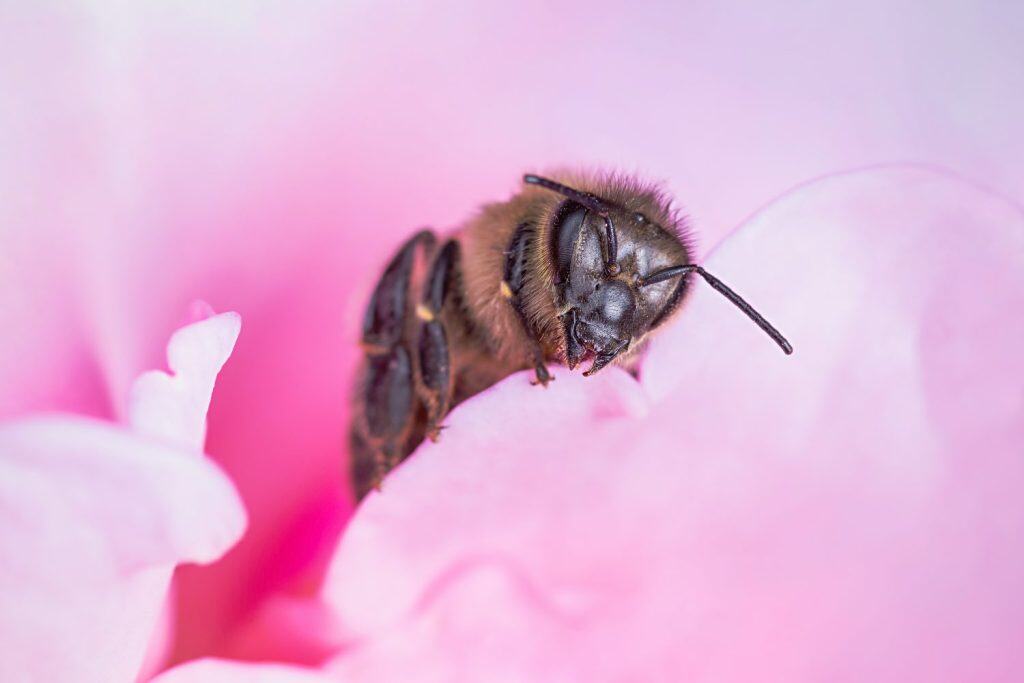 Child honeybee on rose petal