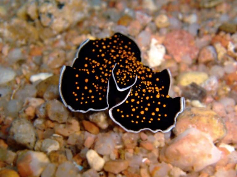 Gold dotted flatworm (Thysanozoon sp.)