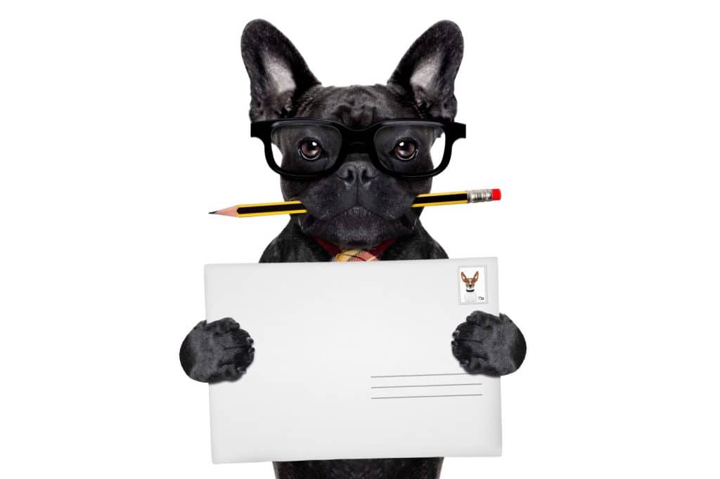 french bulldog dog , holding pencil and post mail delivery envelope, isolated on white background