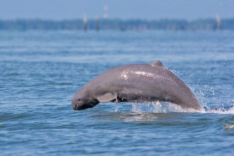 Irrawaddy dolphin, Ayeyarwaddy dolphin, Fish jump.