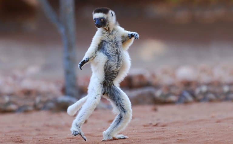 Verreaux's Sifaka (propithecus verreauxi) dancing in the Berenty Nature Reserve, southern Madagascar