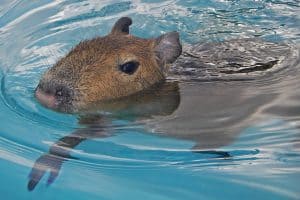 Caplin Rous How the Adorable Capybara Captured Hearts Worldwide