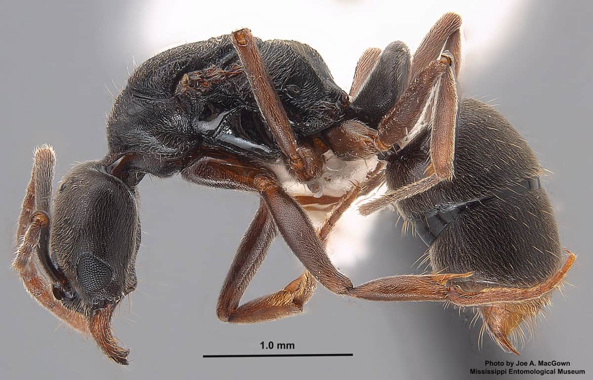 Asian Needle Ants Are Taking Over Forests and Cities Across the U.S ...