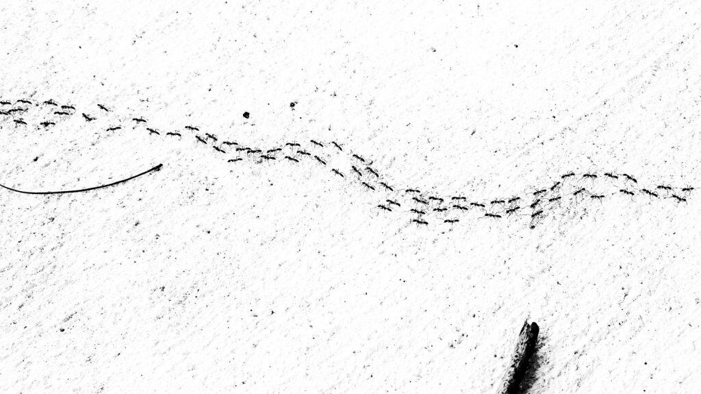Worker ants marching on the direction : silhouette.