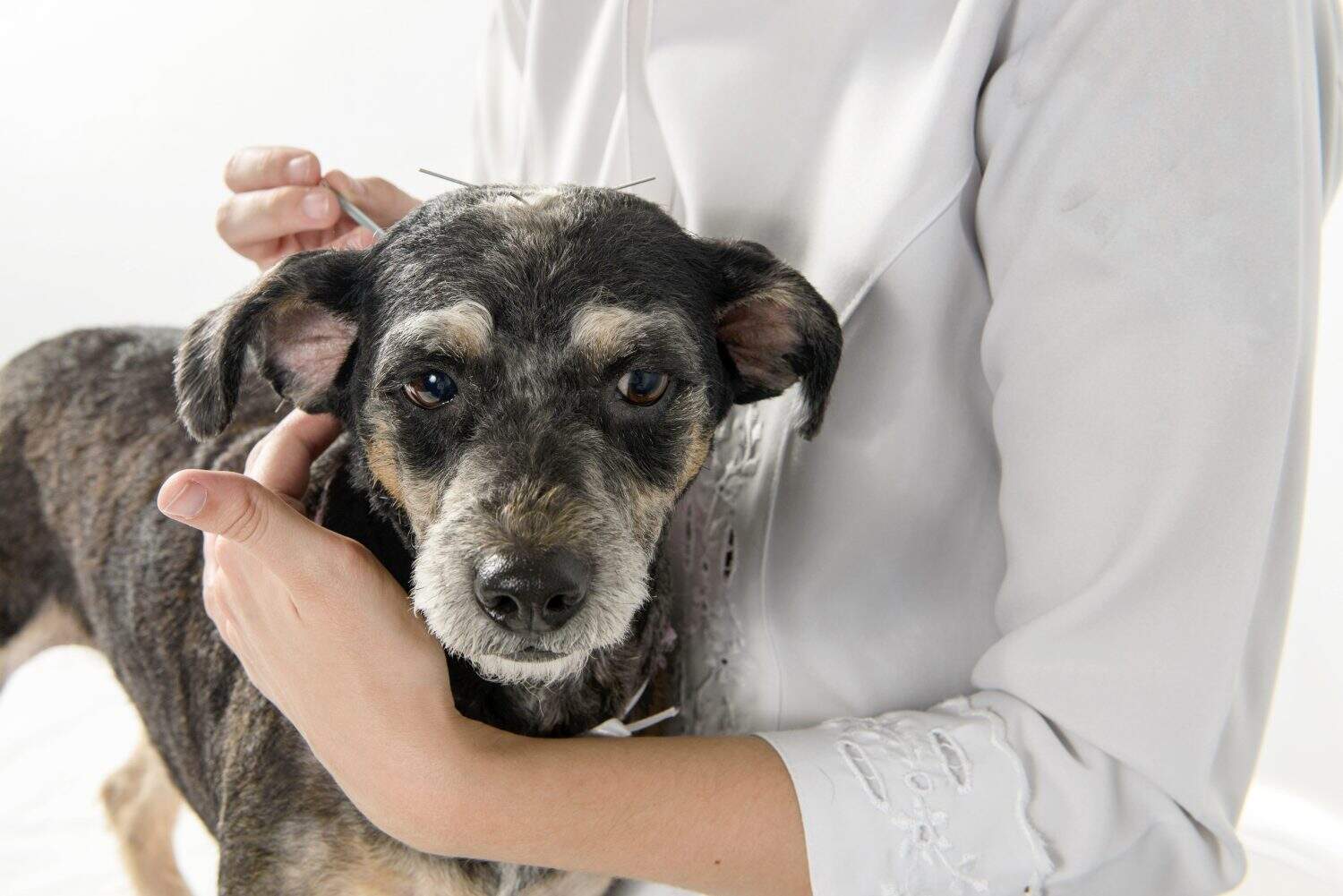 How Acupuncture Could Transform Your Pet’s Health - A-Z Animals