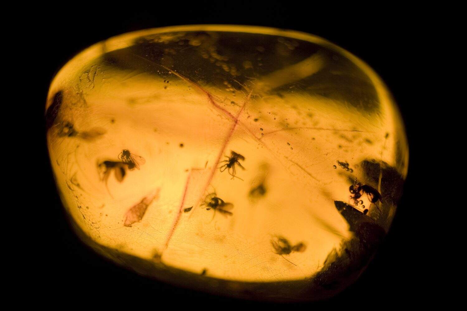 Ancient Bug Found on eBay Had Crab-Like Claws