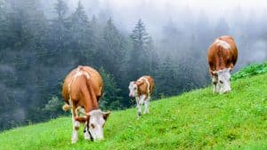 Un pequeño rebaño de vacas pastando hierba fresca en una granja ecológica.