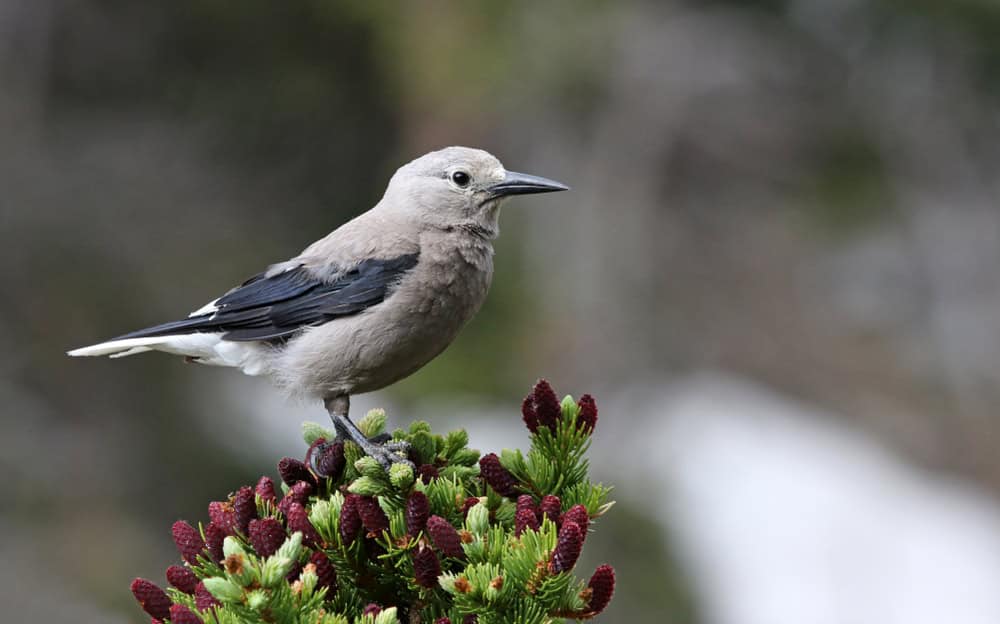 A Clark's Nutcracker (Nucifraga columbiana) perched on a tree branch, shot in Rocky Mountain National Park, Colorado.
