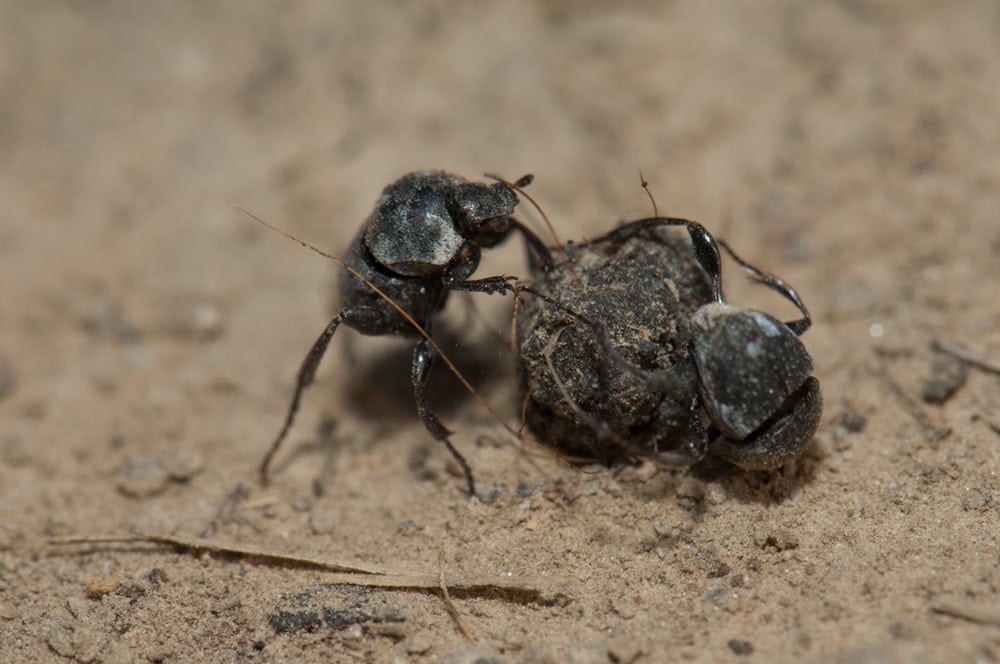 Two dung beetles fighting over a ball of dung. Keoladeo Ghana. Bharatpur. Rajasthan. India.