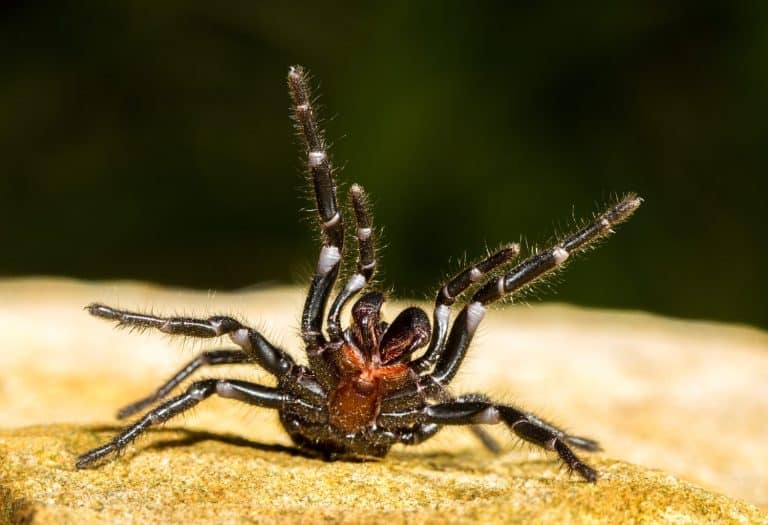 Sydney Funnel Web Spider