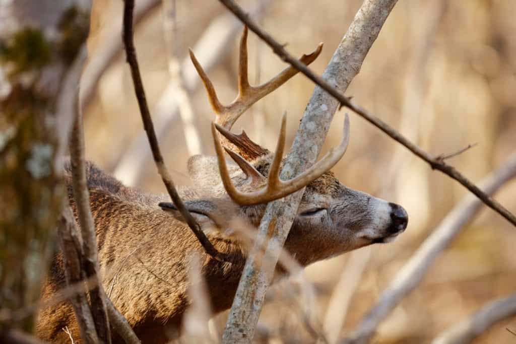 A White-tailed Deer buck working a scrape