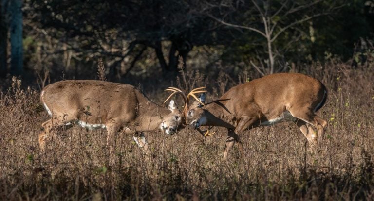 Whitetail deer buck closeup