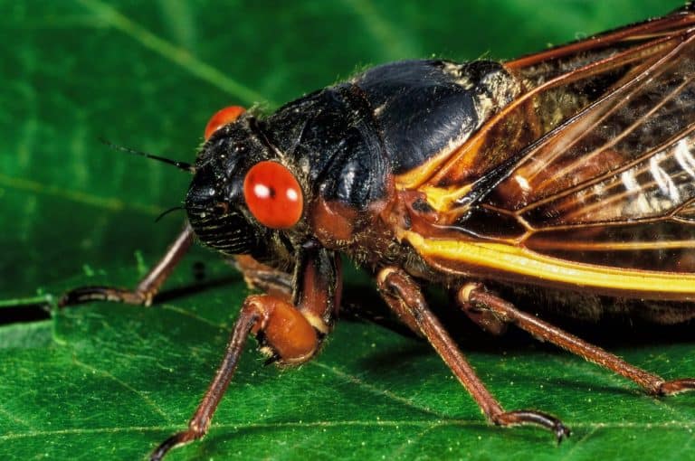 Adult periodic (17-year) cicada (Magicicada sp.). Nymphs of cicada remain underground for 17 years before emerging, metamorphosing to adults, mating, and dying.