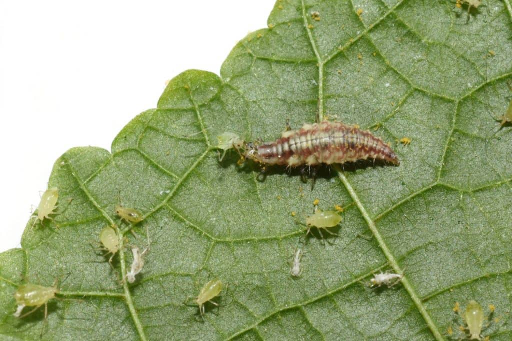 This Insect's Paralyzing Saliva Makes It a Green Garden Assassin — and ...