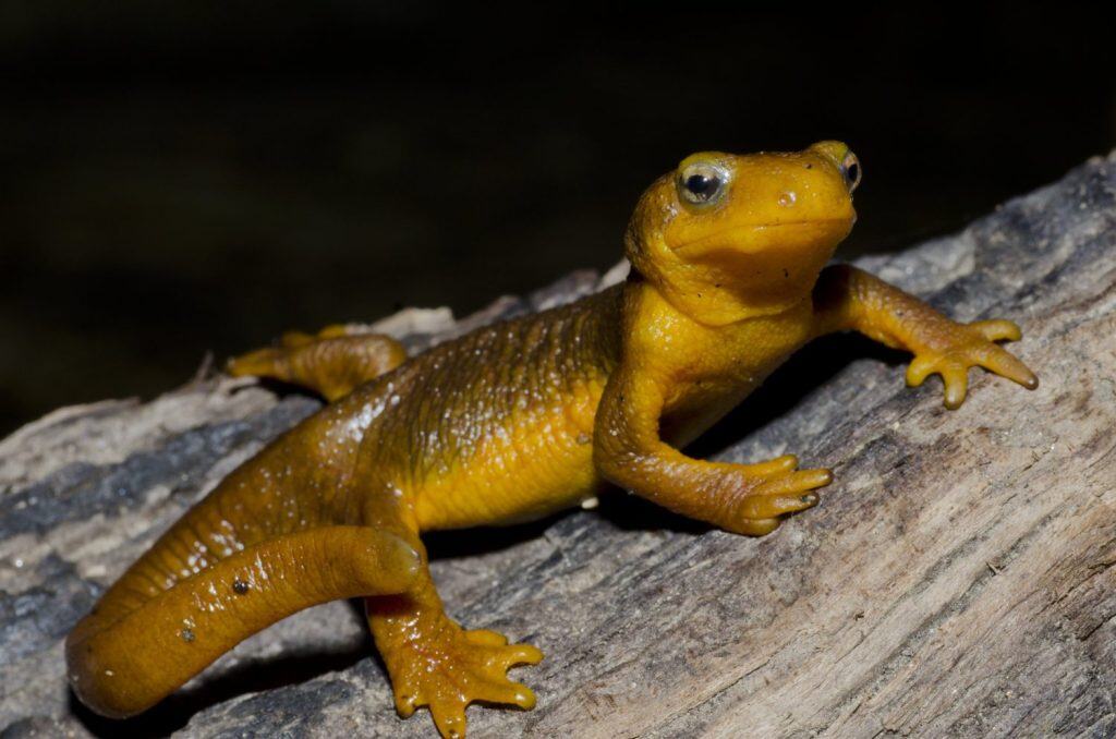 A female California newt (Taricha torosa), found in southern California.