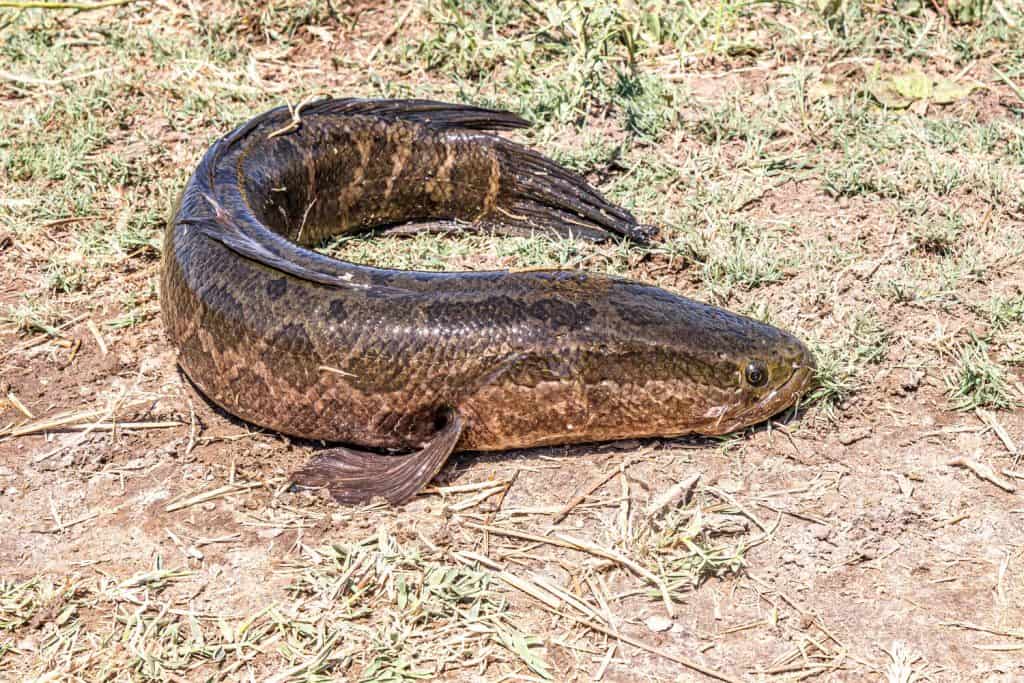 Caught predatory snakehead fish on the shore