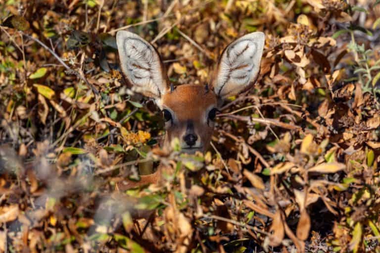Well camouflaged Damara Dik-Dik foraging in dense thickets in Etosha National Park in Namibia, Africa. This tiny antelope is only around 35cm to the shoulder and is only found in northern Namibia.