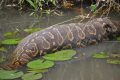 Inside the Python Digestive System That Can Melt Bones - A-Z Animals