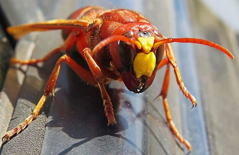 Murder hornet vespa mandarinia Giant wasp known as killer bee vespa mandarinia or Asian giant hornet