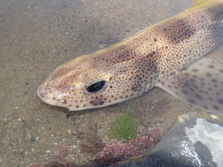 Lesser spotted dogfish in rockpool