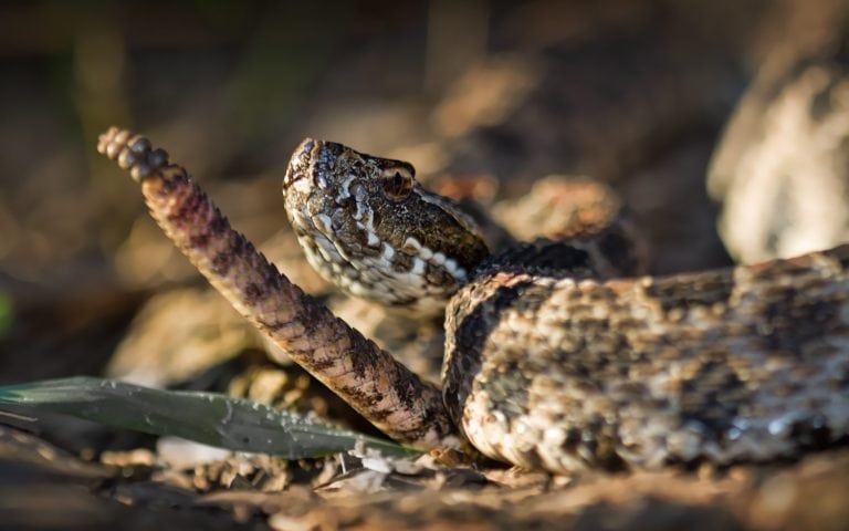 Dusky Pygmy Rattlesnake (Sistrurus miliarius barbouri)