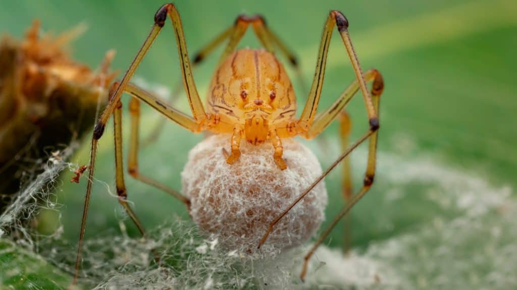 Spitting spider with egg is a family of Scytodidae.