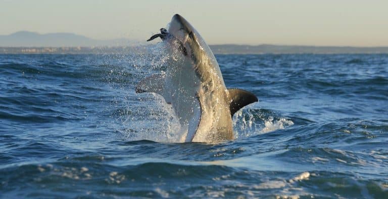 great white shark, Carcharodon carcharias, breaching on seal shaped decoy, False Bay, South Africa