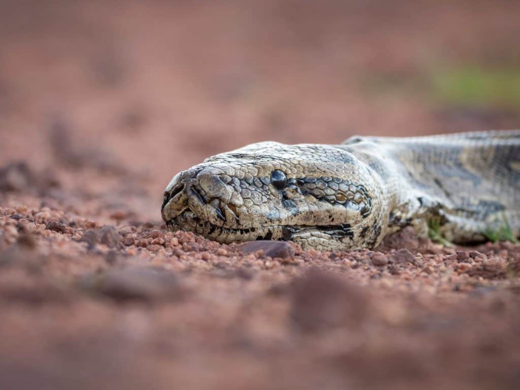 Inside the Python Digestive System That Can Melt Bones - A-Z Animals