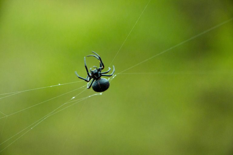 spider parawixia bistriata making web