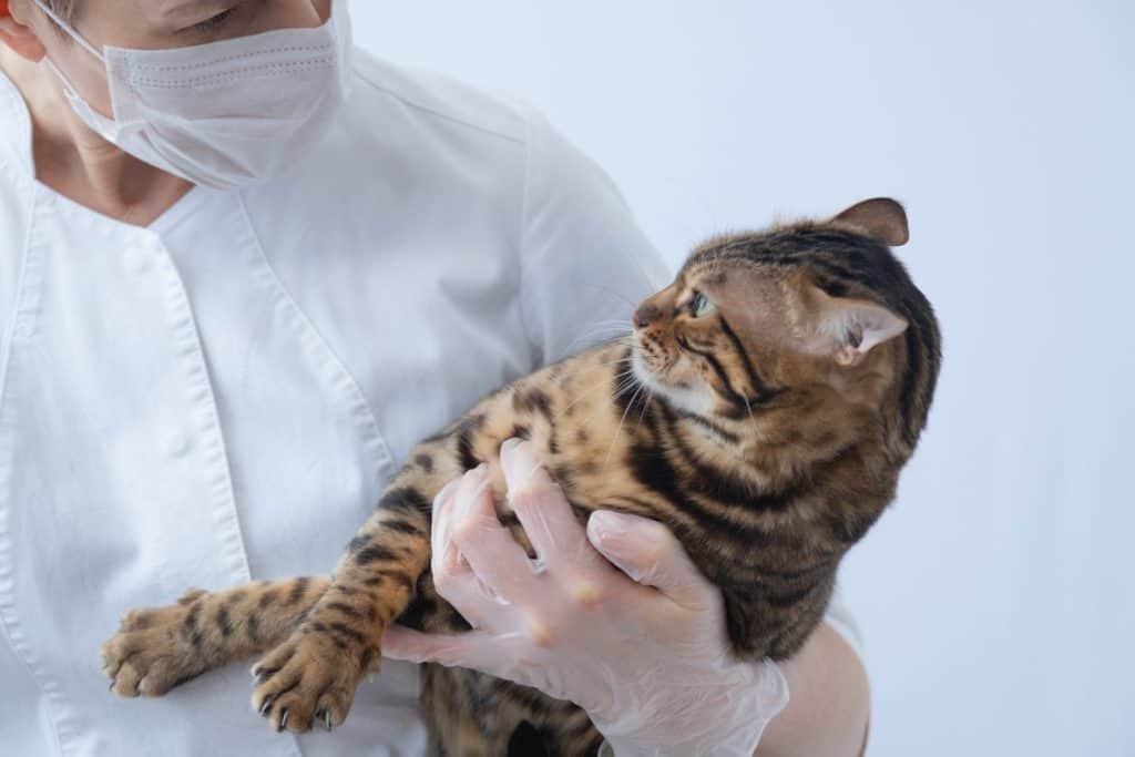 The cat looks at the veterinarian with hatred. The doctor holds the cat in his arms. Visit to the veterinary clinic. The concept of cats' fear of doctors. castration