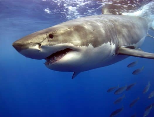 the-largest-great-white-shark-ever-recorded-is-still-alive-a-z-animals