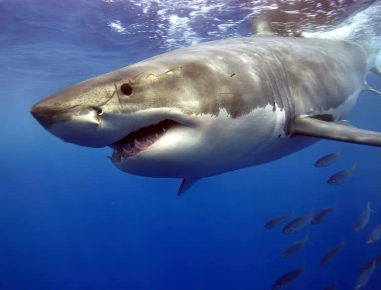 Great white shark moving fast