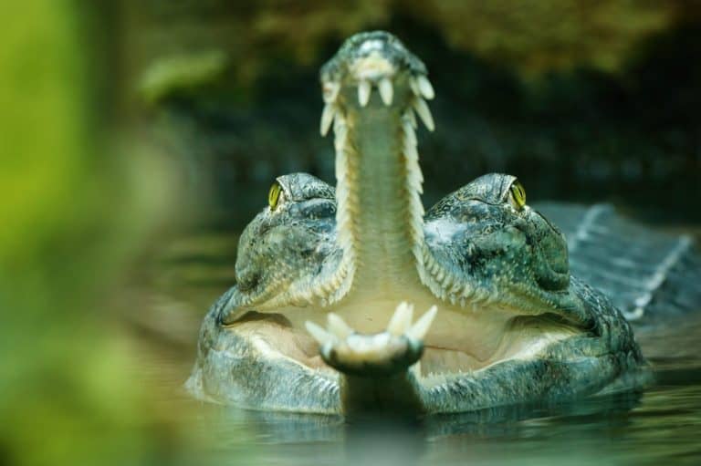 Gavial, Gavialis gangeticus, gharial or fish-eating crocodile with head above water surface. Gavial shows jaws with sharp teeth. Critically endangered reptile. Habitat India, Bangladesh, Myanmar.