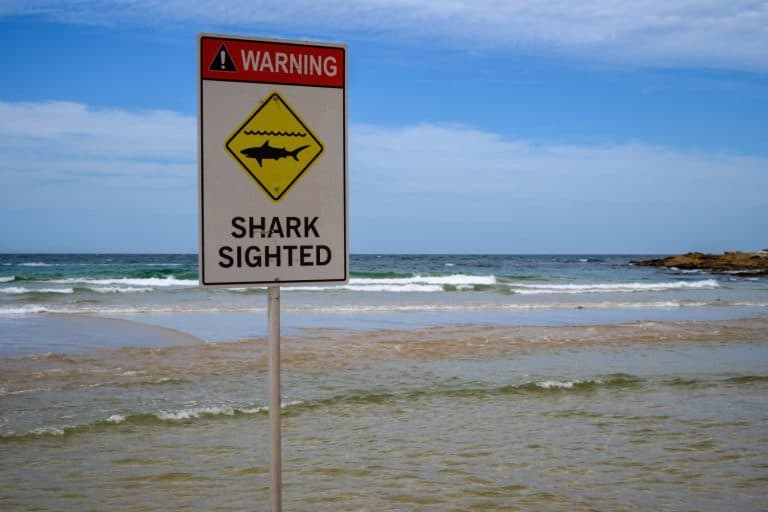 Sign warning of sharks in the sea