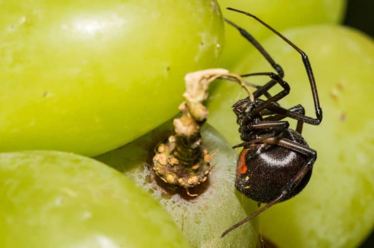Black Widow Spider hiding in grapes from the supermarket