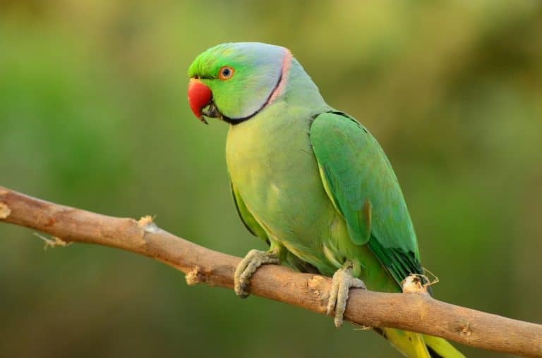 Indian Ringneck Parakeet with selective focus background and copy space