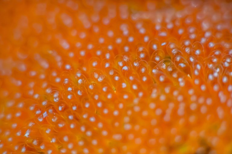 Clownfish eggs on a scuba diving at Malapascua Philippines.