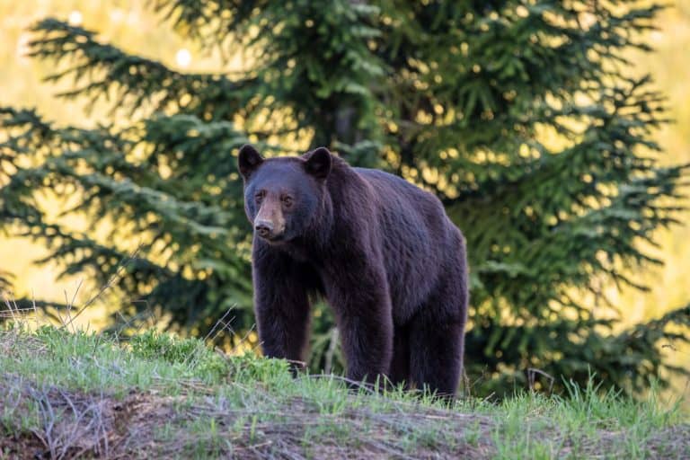 A young black bear in Whistler, BC, Canada