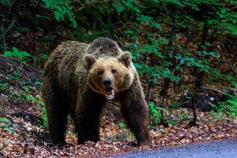 Brown Bear